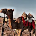 للبيع ركبي لقي