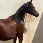 ماشاءالله تبارك الله مهر واهو حفيد دابليو جستس
