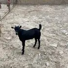 جذعان الصحه سليمه