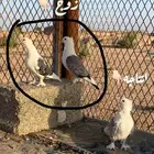 حمام حب الرمان