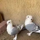 حمام حب الرمان ازرق