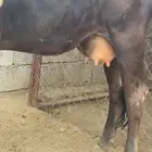بقره جاموسيه
