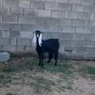 عنز عارضيه