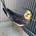 طير كروان