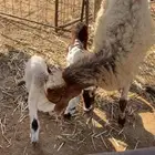 نعيميه