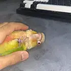 كنيور سينامون