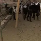 جفرات فل شحم