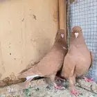 جوز حمام سوري درجه اولى