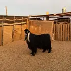 تيس عارضي صنف