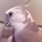 عصفور كروان