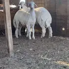 طليان للبيع