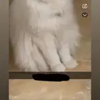 قط ذكر للتبني