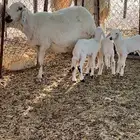 رغايث حريات طيبات منوه القناي