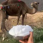 ناقه خلفه