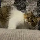قطه أنثى