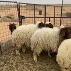 جذعات نعيم. العدد5 جذعات. العمر6ش وطالع