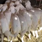 بهم مراح مشروط