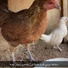 دجاجتين بلدي قديم