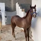 مهر للبيع