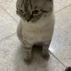 تبني قطط سكوتش فولد