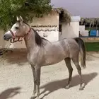 مهره واهو جاهزه ل التشبيه