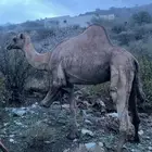 ابل عوادي وحده ساحلية