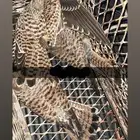 باشق الصحه طيبه