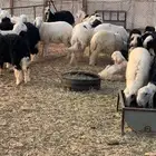 خرفان