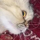قطه للبيع نوعها بيكي فيس
