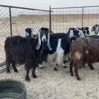 معزا مقاني