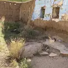 دجاج