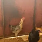 دجاج بلدي