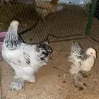 دجاج براهما