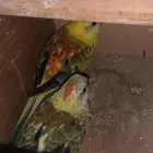 جوز براكيت ريد رامب