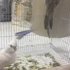 جوز كروان للبيع