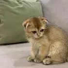بسه كوتش فولد
