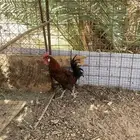 ديك بلدي