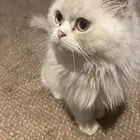 قطة جميلة للتبني