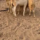 للبيع طليان دنكلي فل شحم جذاعن شرط