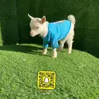 ماعز قزم عروض