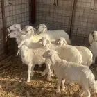 يوجد طليان للبيع العدد9 5 كبرا عمرهنا 4 شهور و4عمرهنا