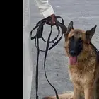 جيرمن شو لاين عمرها سنتين