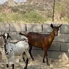 ماعز دافع سديس تحتها تيس الحد 1750