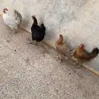 دجاج للبيع بلدي