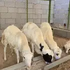 فران بلدي للبيع