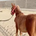 عرض مهره شعبيه للبيع بنت الحازم  لايجي الا الصامل