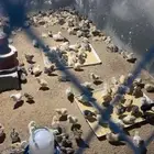 صوص دجاج فيومي عمر شهر عدد 400