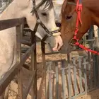 خيل