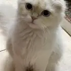 قطط تبني لفتره محدده