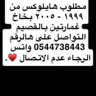 مطلوب هايلوكس